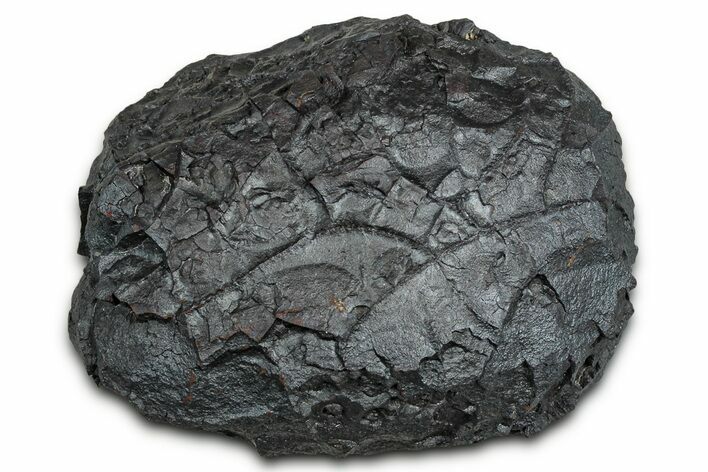 Dragon Scale Stone (Iron, Manganese, Siderite Nodule) #330275